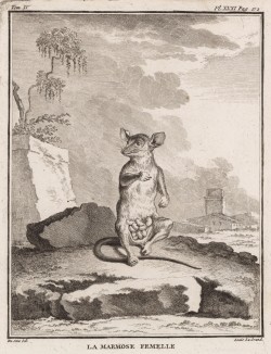 Мать многих голохвостых опоссумов (лист XXXI иллюстраций к четвёртому тому знаменитой "Естественной истории" графа де Бюффона, изданному в Париже в 1753 году)