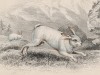 Заяц-русак (Lepus variabilis (лат.)) (лист 31 тома VII "Библиотеки натуралиста" Вильяма Жардина, изданного в Эдинбурге в 1838 году)