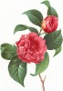 Камелия японская (фр. camellia panachée, лат. Camellia japonica). С гравюры по рисунку Пьера-Жозефа Редуте из альбома Fruits and Flowers. Лондон, 1955