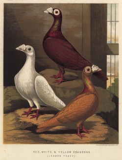 Голуби-драгуны: красный, белый и жёлтый (лондонская порода) (из знаменитой "Книги голубей..." Роберта Фултона, изданной в Лондоне в 1874 году)