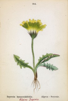 Скерда пиренейская (Soyeria hyoseridifolia (лат.)) (лист 242 известной работы Йозефа Карла Вебера "Растения Альп", изданной в Мюнхене в 1872 году)
