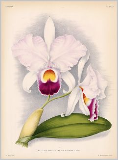 Копия «Орхидея CATTLEYA TRIANAE EMINENS (лат.) (лист DLXX Lindenia Iconographie des Orchidées - обширнейшей в истории иконографии орхидей. Брюссель, 1897)»