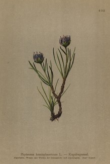 Кольник полусферический (Phyteuma hemisphaericum (лат.)) (из Atlas der Alpenflora. Дрезден. 1897 год. Том V. Лист 432)