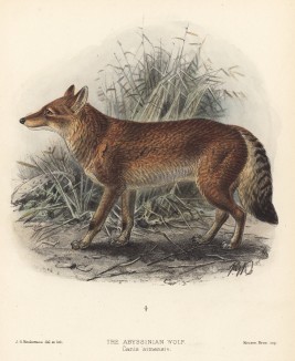 Волк абиссинский (эфиопский) (лист VI иллюстраций к известной работе Джорджа Миварта "Семейство волчьих". Лондон. 1890 год)