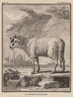 Берберийский баран (лист XLIX иллюстраций к четвёртому тому знаменитой "Естественной истории" графа де Бюффона, изданному в Париже в 1753 году)