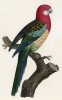 Разновидность разноцветного попугайчика (лист 29 иллюстраций к первому тому Histoire naturelle des perroquets Франсуа Левальяна. Изображения попугаев из этой работы считаются одними из красивейших в истории. Париж. 1801 год)