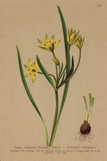 Лук гусиный Лиоттарди, также называемый звезда Вифлеема (из Atlas der Alpenflora. Дрезден. 1897 год. Том I. Лист 54)