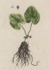 Садовое растение копытень европейский (Asarum (лат.)) (лист 359 "Гербария" Элизабет Блеквелл, изданного в Нюрнберге в 1757 году)