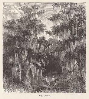 Заболоченный магнолиевый лес в дельте реки Миссисипи. Лист из издания "Picturesque America", т.I, Нью-Йорк, 1872.