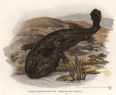 Саламандра Megalobatrachus Sieboldii (лат.) (из Naturgeschichte der Amphibien in ihren Sämmtlichen hauptformen. Вена. 1864 год)