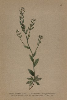 Драба спутанная, или крупка Draba confusa Ehrn. (лат.)) (из Atlas der Alpenflora. Дрезден. 1897 год. Том II. Лист 159)