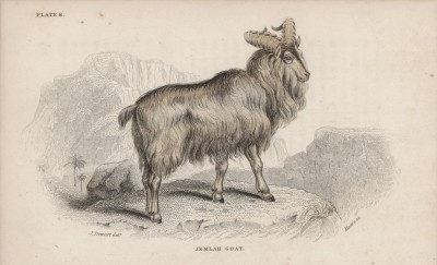 Индийский горный козёл (Capra Jemlahica (лат.)) (лист 8 тома X "Библиотеки натуралиста" Вильяма Жардина, изданного в Эдинбурге в 1843 году)