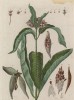 Кутра, или пуховник (Apocynum (лат.)) — род растений семейства кутровые (лист 521 "Гербария" Элизабет Блеквелл, изданного в Нюрнберге в 1760 году)