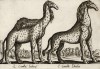 Индийские жирафы (лист из альбома Nova raccolta de li animali piu curiosi del mondo disegnati et intagliati da Antonio Tempesta... Рим. 1651 год)