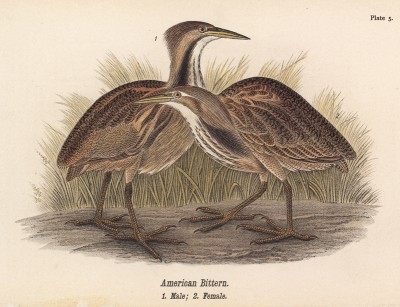 Выпь американская, или бухало 1. Самец 2. Самка (Botaurus lentiginosus) (лист 5 известной работы Бенджамина Уоррена "Птицы Пенсильвании", изданной в США в 1890 году (иллюстрации изготовлены по мотивам оригиналов Джона Одюбона))