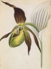Венерин башмачок настоящий (Corallorrbiza innata (лат.)) (лист 381 известной работы Йозефа Карла Вебера "Растения Альп", изданной в Мюнхене в 1872 году)