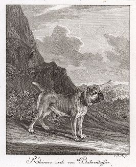 Небольшая бойцовая собака. Гравюра Иоганна Элиаса Ридингера из Entwurff Einiger Thiere ..., Аугсбург, 1738. 