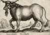 Дикий лесной бык (лист из альбома Nova raccolta de li animali piu curiosi del mondo disegnati et intagliati da Antonio Tempesta... Рим. 1651 год)