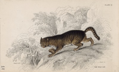 Домашняя кошка (Felis Catus (лат.)) (лист 17 тома VII "Библиотеки натуралиста" Вильяма Жардина, изданного в Эдинбурге в 1838 году)