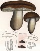 Сыроежка гладкокожая или коричневая, Russula mustelina Fr. (лат.), хороший съедобный гриб. Дж.Бресадола, Funghi mangerecci e velenosi, т.II, л.110. Тренто, 1933