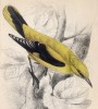 Иволга золотистая ( (лат.) (лист 4 тома XXV "Библиотеки натуралиста" Вильяма Жардина, изданного в Эдинбурге в 1839 году)