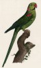Большой ожереловый попугай (лист 30 иллюстраций к первому тому Histoire naturelle des perroquets Франсуа Левальяна. Изображения попугаев из этой работы считаются одними из красивейших в истории. Париж. 1801 год)