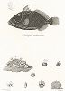 Носорог полосатый. Fig. 1 a. b. c. Живоцветка клубчатая, Fig. 2 a, b. c. d. e. Горлозубка бразильская