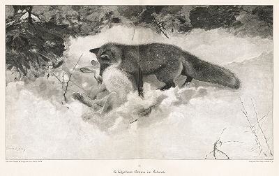"Драма в снегу" работы шведского анималиста Бруно Лильефорса. Moderne Kunst..., т. 9, Берлин, 1895 год. 