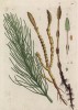 Хвощ — род сосудистых растений, в силу своей уникальности в современной флоре выделенный в особый отдел хвощевидные (лист 217 "Гербария" Элизабет Блеквелл, изданного в Нюрнберге в 1757 году)