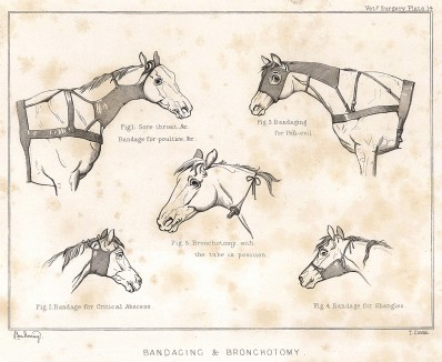 Анатомия лошади. Перевязка и бронхотомия. The Book of Field Sports and Library of Veterinary Knowledge. Лондон, 1864