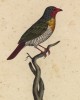 Зяблик (Fringilla Elegans (лат.)) (лист из альбома литографий "Галерея птиц... королевского сада", изданного в Париже в 1822 году)