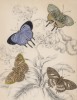 Бабочки 1,2. Polyommatus Venus 3,4. P. Achaeus (лат.) (лист 27 XXXVI тома "Библиотеки натуралиста" Вильяма Жардина, изданного в Эдинбурге в 1837 году)