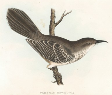 Пятнистый кривоклювый пересмешник, Toxostoma curvirostris (лат.). United States and Mexican Boundary Survey… Spencer F. Baird, Birds of the Boundary. л.XIII. Вашингтон, 1859 