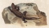 Геккон Hemidactulus vermichulatus (лат.) (из Naturgeschichte der Amphibien in ihren Sämmtlichen hauptformen. Вена. 1864 год)