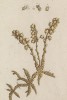 Зубянка железистая (Dentraria (лат.)) из семейства крестоцветные. Встречается в предгорных и горных влажных буковых и смешанных лесах (лист 430 "Гербария" Элизабет Блеквелл, изданного в Нюрнберге в 1760 году)