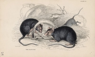 Чёрные крысы (Mus Rattus (лат.)) обедают вблизи мышеловки (лист 23 тома VII "Библиотеки натуралиста" Вильяма Жардина, изданного в Эдинбурге в 1838 году)