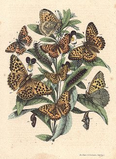 Бабочки-перламутровки. "Книга бабочек" Фридриха Берге, Штутгарт, 1870. 