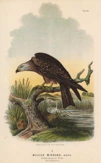 Чёрный коршун, или цыплятник, в 1/3 натуральной величины (лист VIII красивой работы Оскара фон Ризенталя "Хищные птицы Германии...", изданной в Касселе в 1894 году)