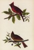 Кардинал, или зимняя красная птица (Cardinalis cardinalis) (лист 34 известной работы Бенджамина Уоррена "Птицы Пенсильвании", иллюстрированной по мотивам оригиналов Джона Одюбона. США. 1890 год)