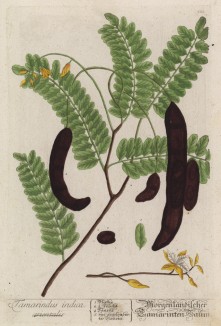 Тамаринд в период сбора урожая (лист 221 "Гербария" Элизабет Блеквелл, изданного в Нюрнберге в 1757 году)