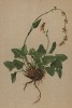 Щавель "снежный" (Rumex nivalis (лат.)) -- источник витаминов для йети (из Atlas der Alpenflora. Дрезден. 1897 год. Том I. Лист 82)