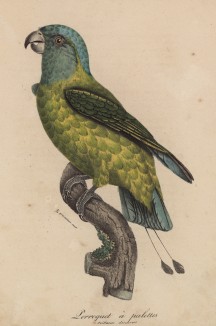Короткохвостый попугайчик (лист из альбома литографий "Галерея птиц... королевского сада", изданного в Париже в 1822 году)