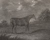 Чистокровная верховая лошадь Медора - победитель скачек, проводимых в Эпсоме для трёхлетних кобыл. Английская гравюра, изданная в 1827 г.