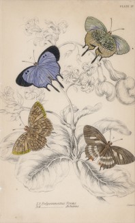 Бабочки 1,2. Polyommatus Venus 3,4. P. Achaeus (лат.) (лист 27 XXXVI тома "Библиотеки натуралиста" Вильяма Жардина, изданного в Эдинбурге в 1837 году)