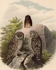 Домовые сычи в 1/2 натуральной величины (лист LVIII красивой работы Оскара фон Ризенталя "Хищные птицы Германии...", изданной в Касселе в 1894 году)