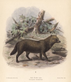 Собака дикая кустарниковая (the bush-dog (англ.)) (лист XLIII иллюстраций к известной работе Джорджа Миварта "Семейство волчьих". Лондон. 1890 год)