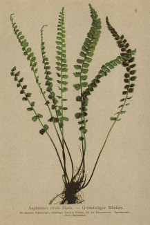 Костенец зелёный (из Atlas der Alpenflora. Дрезден. 1897 год. Том I. Лист 6)
