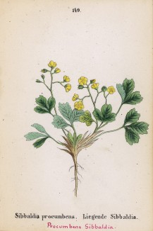Сиббальдия стелющаяся (Sibbaldia procumbes (лат.)) (лист 149 известной работы Йозефа Карла Вебера "Растения Альп", изданной в Мюнхене в 1872 году)