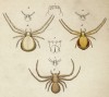 Крабовые пауки из рода Thomisus (лат.) (лист VI. 1 из Monographie der spinne... Нюрнберг. 1829 год (экземпляр № 26 из 100))