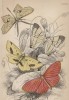 Мотыльки 1. Asthenia podaliriaria 2. Macrotes netrix 3. Venilia Sospita 4. Eumelia Rosalia (лат.) (лист 27 XXXVII тома "Библиотеки натуралиста" Вильяма Жардина, изданного в Эдинбурге в 1843 году)